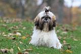 SHIH TZU 091